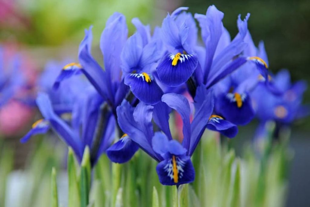 Iris Reticulata Flower