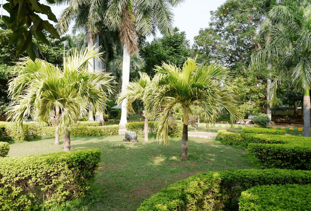 King palm trees planted in a garden with clipped hedge borders and lawn