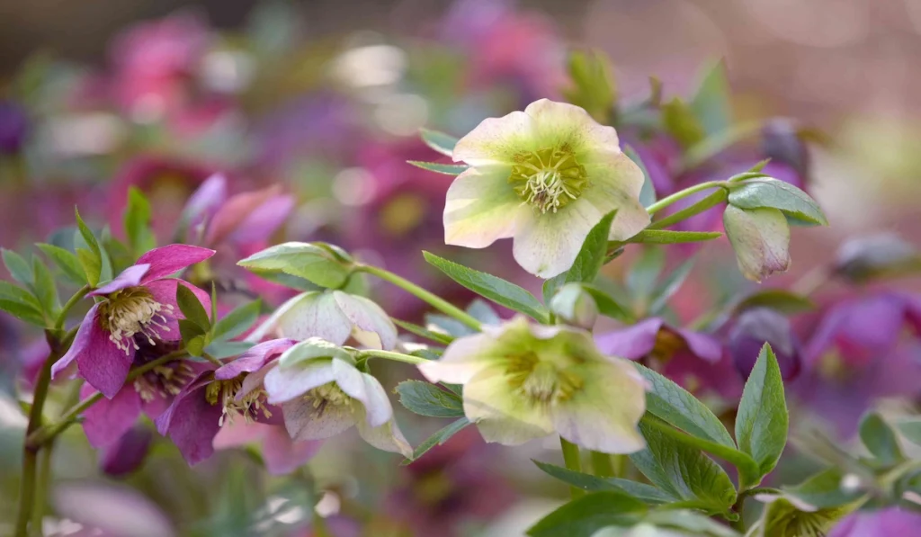 Best Plants for a Shade Garden