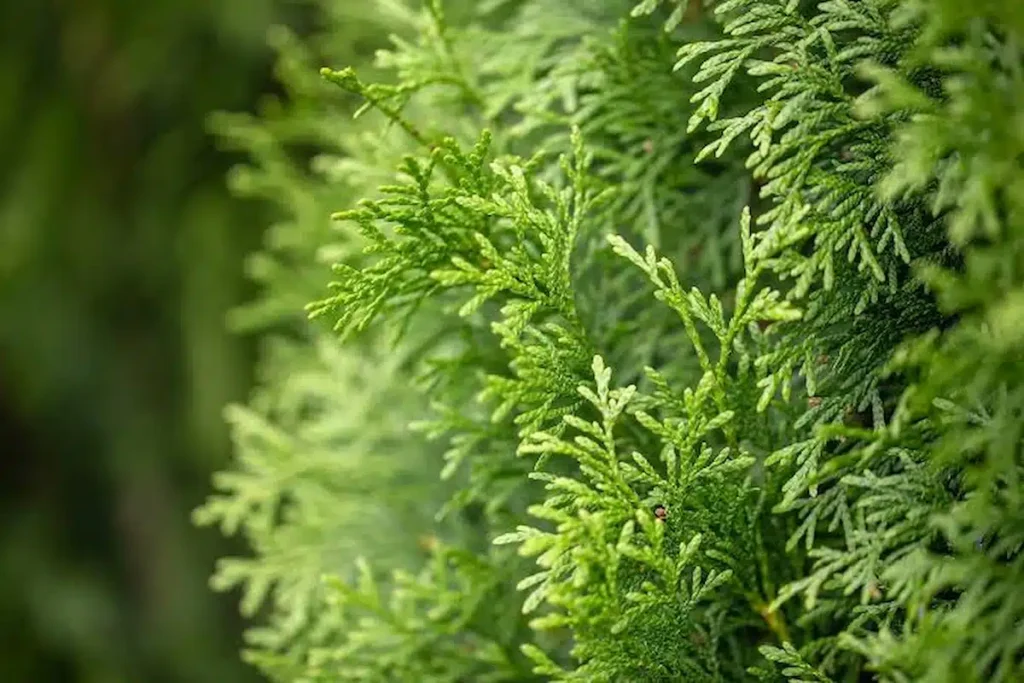 Junipers plant care and growth
