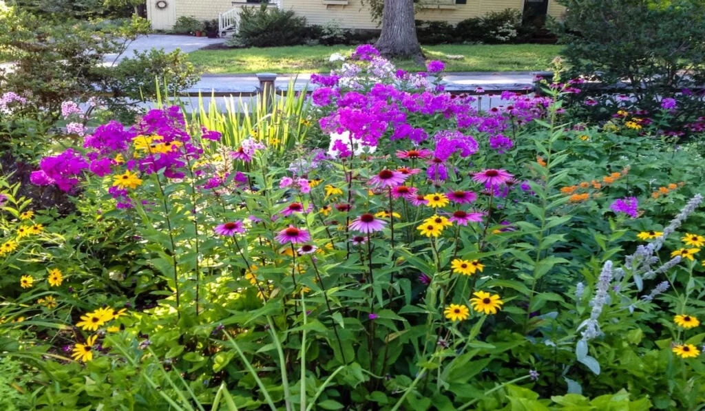 Native Pollinator Gardens Plants