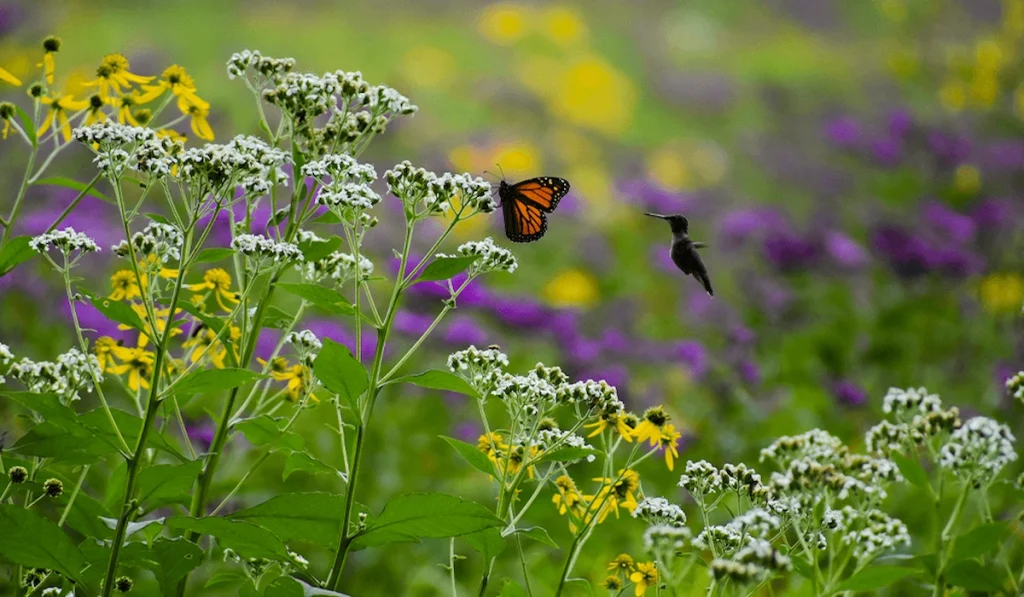 How to Create a Pollinator-Friendly Garden
