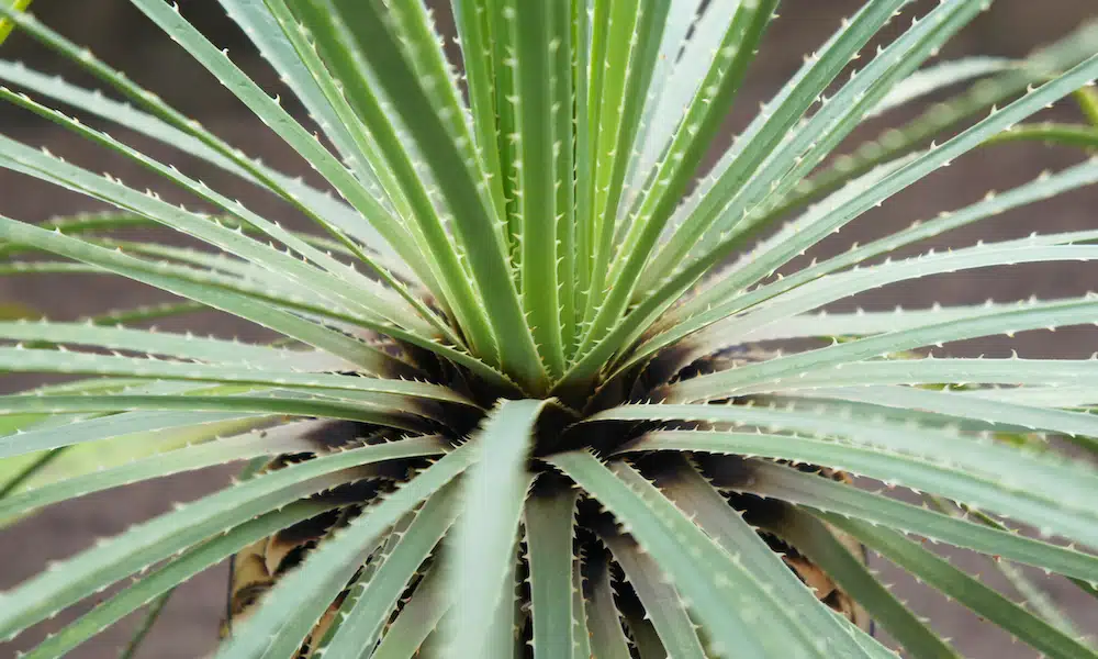 Sotol plant