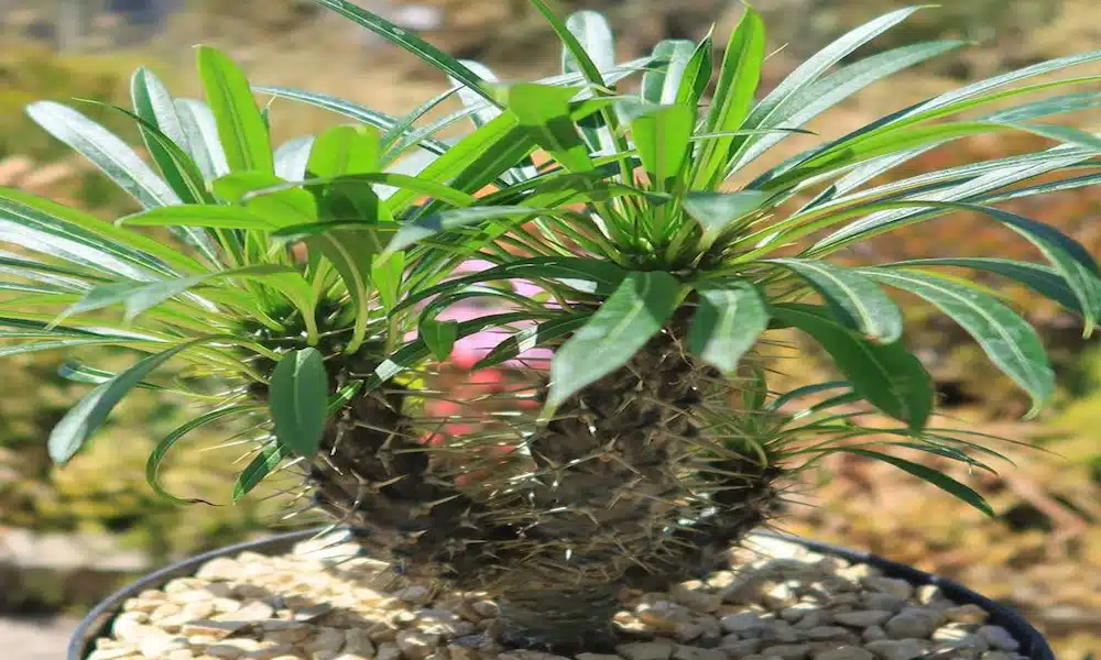 Madagascar Palm (Pachypodium)