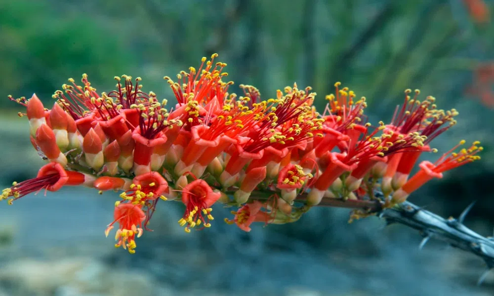 Ocotillo plant