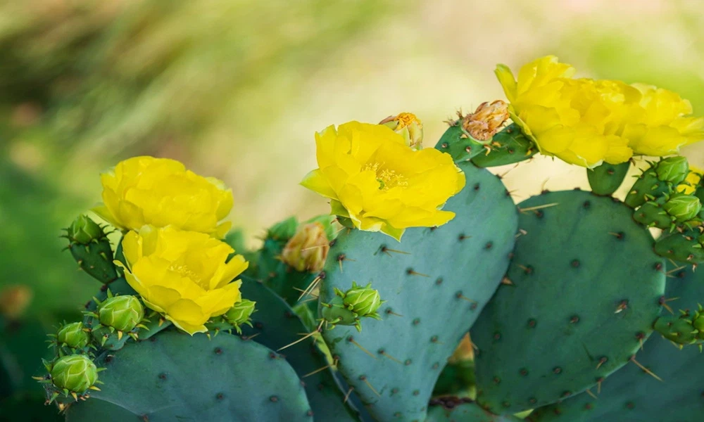 Prickly Pear Cactus Plant