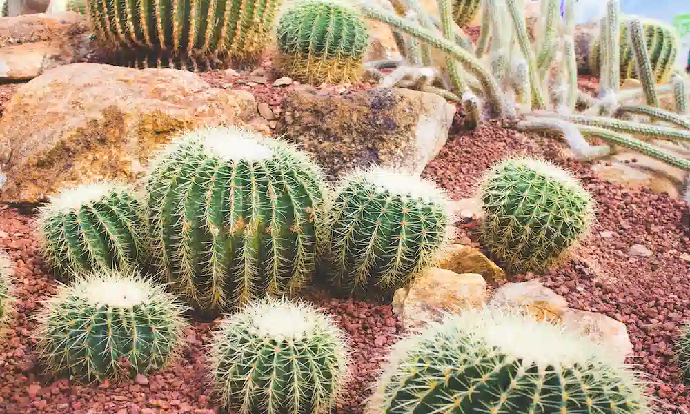 Barrel Cactus Plant