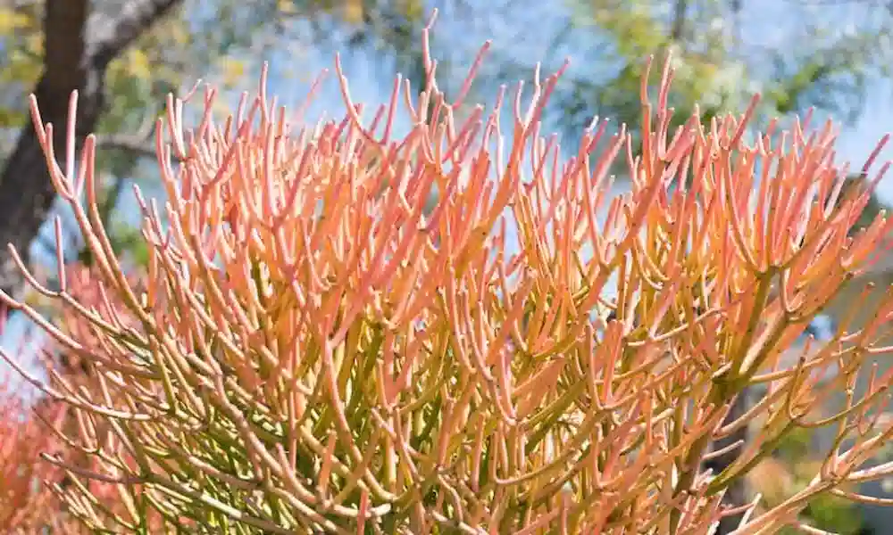 Pencil Cactus (Euphorbia tirucalli)