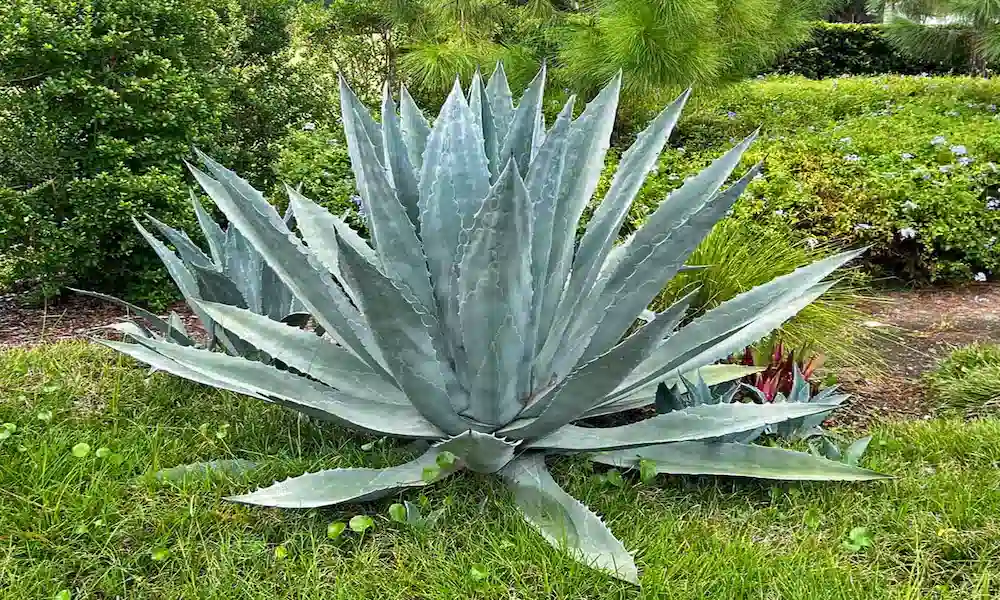 Agave Americana