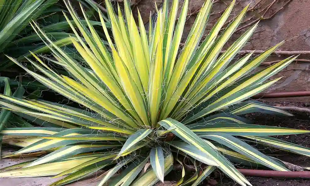 Yucca plant