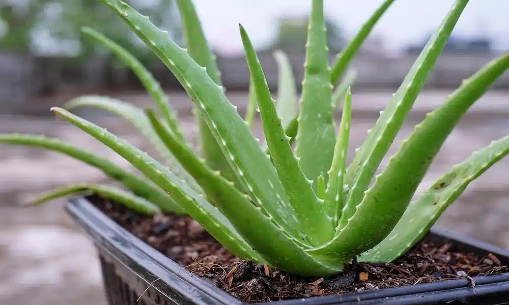 aloe a stunning ornamental landscape plant