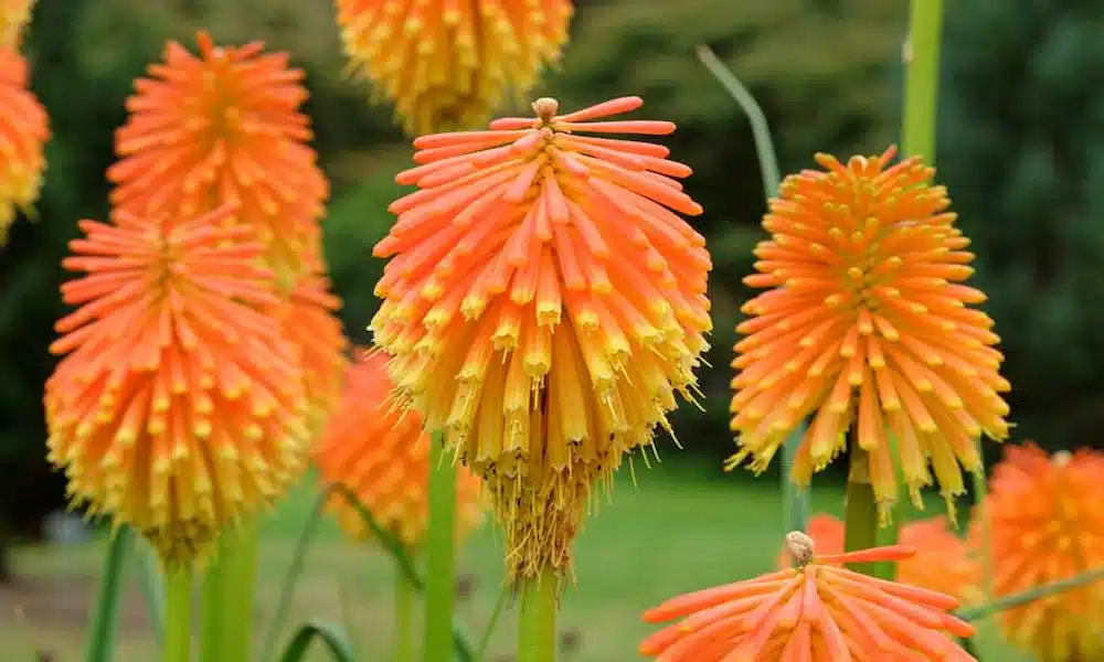 Red Hot Poker (Kniphofia)