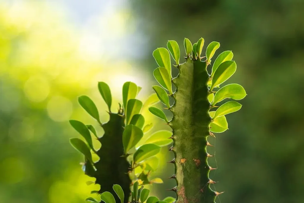 How to Grow and Care for African Milk Tree