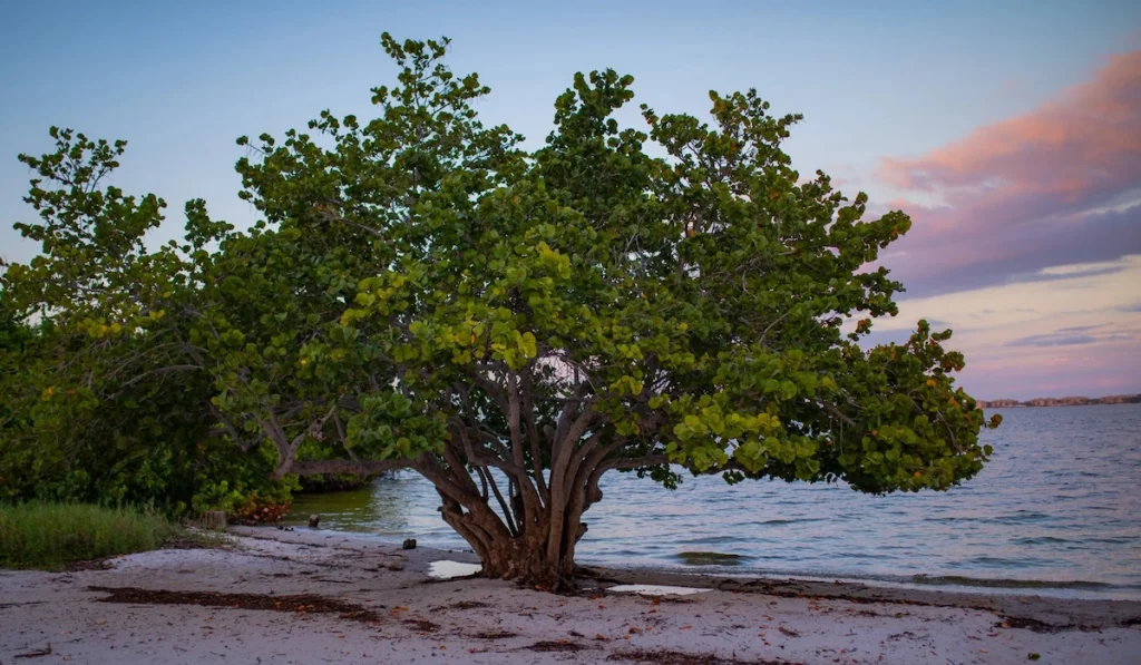 sea grape tree