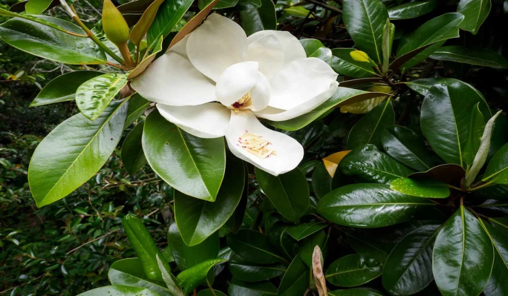 Southern Magnolia tree