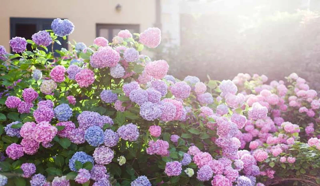 hydrangea flowers in sunlight