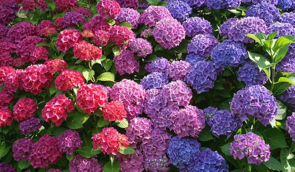 Changing Hydrangea Colors