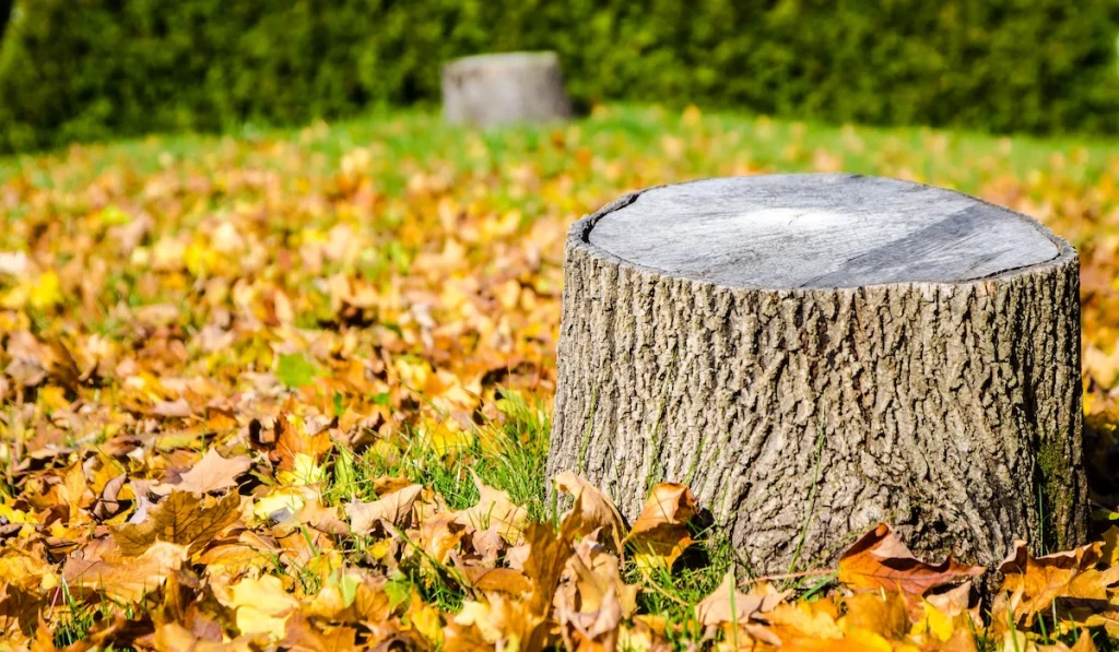 How to remove a Tree Stump, According to Experts