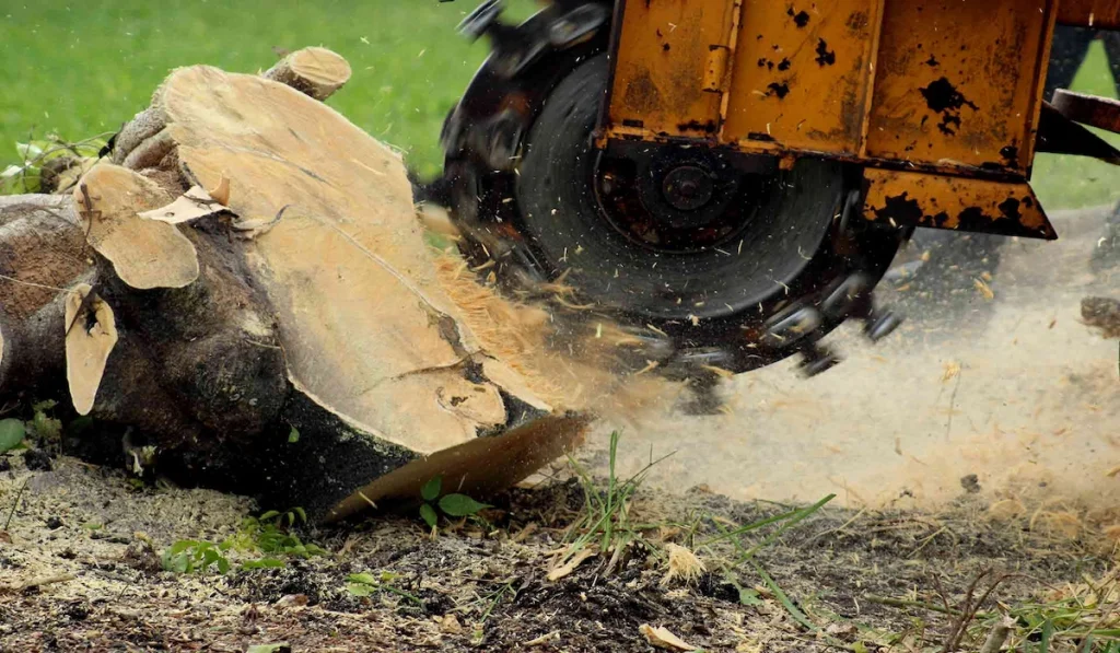 stump removal