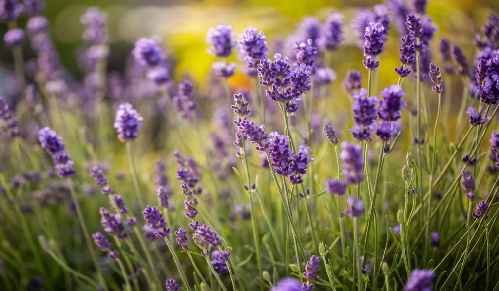 lavender plants