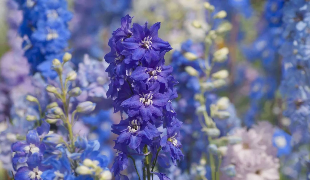 Delphiniums flowers