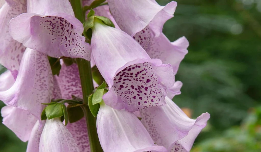 Foxgloves plants