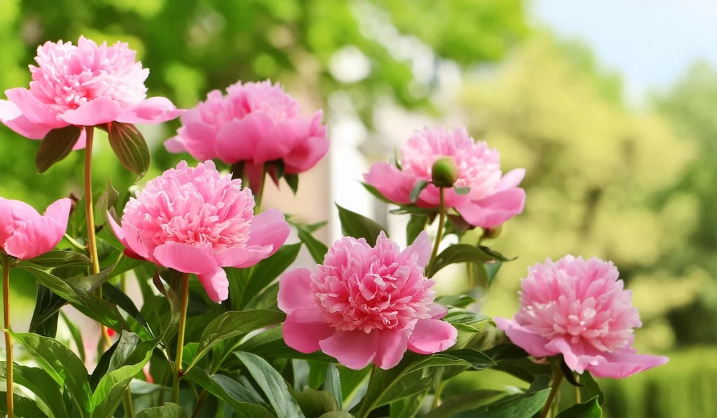 Peonies plants