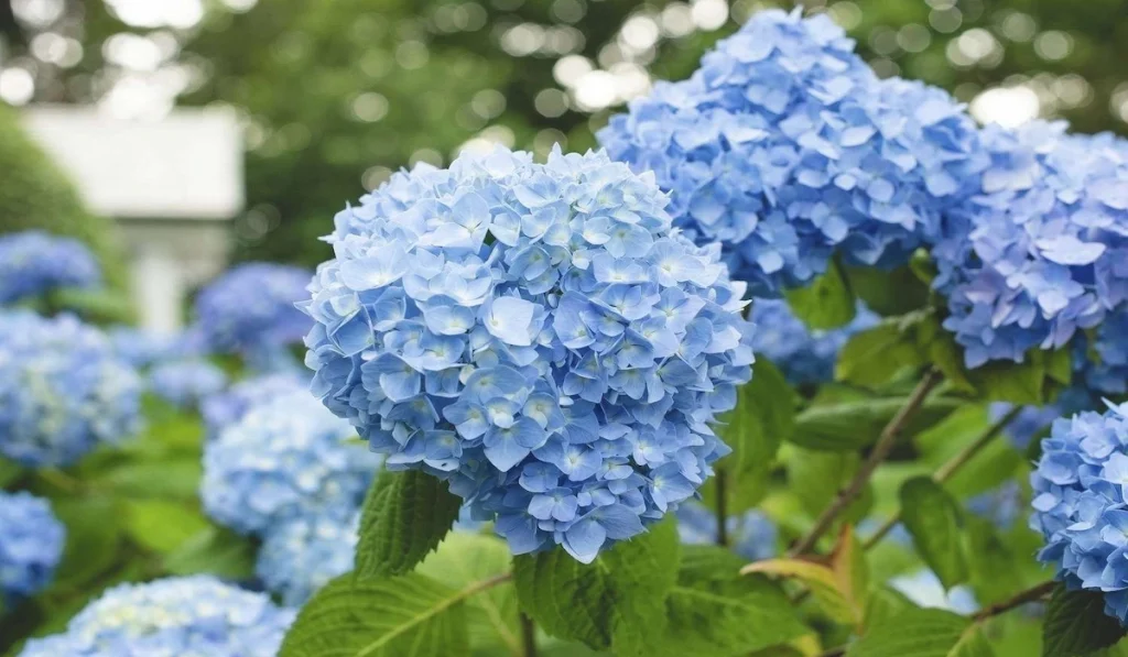 Hydrangeas Flower