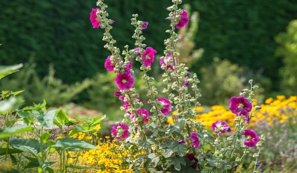 Hollyhocks  Plants