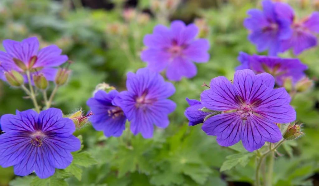 Hardy Geraniums
