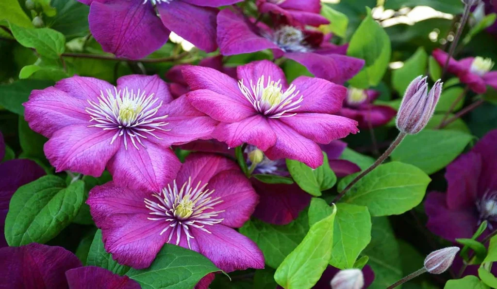 Clematis flower