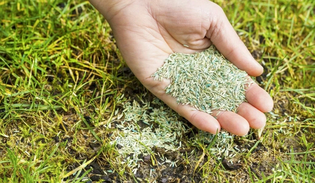 Hydroseeding vs Traditional Seeding