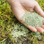 How to Grow Grass from Seed in Palm Coast, Florida – Step-by-Step Guide for a Thick, Healthy Lawn