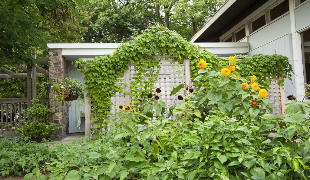 What Is a Freestanding Garden Trellis