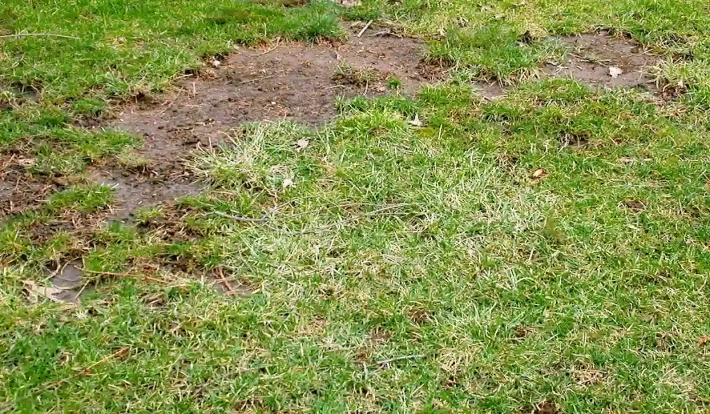 Bare or Bald Spots in Lawn
