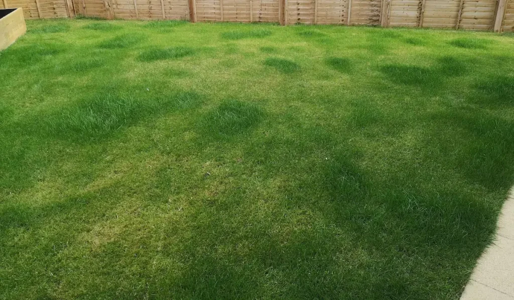 Patchy or Uneven Lawn Surface