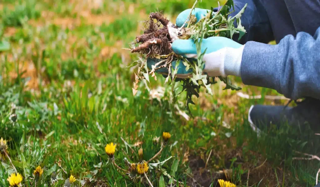 Persistent Weeds Taking Over