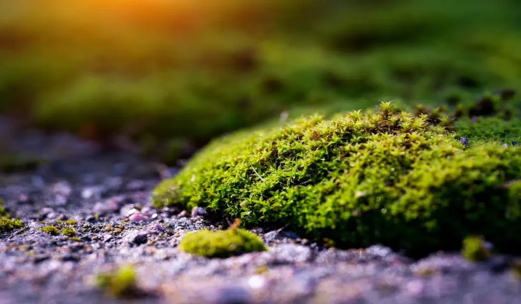 Excessive Moss or Algae Growth