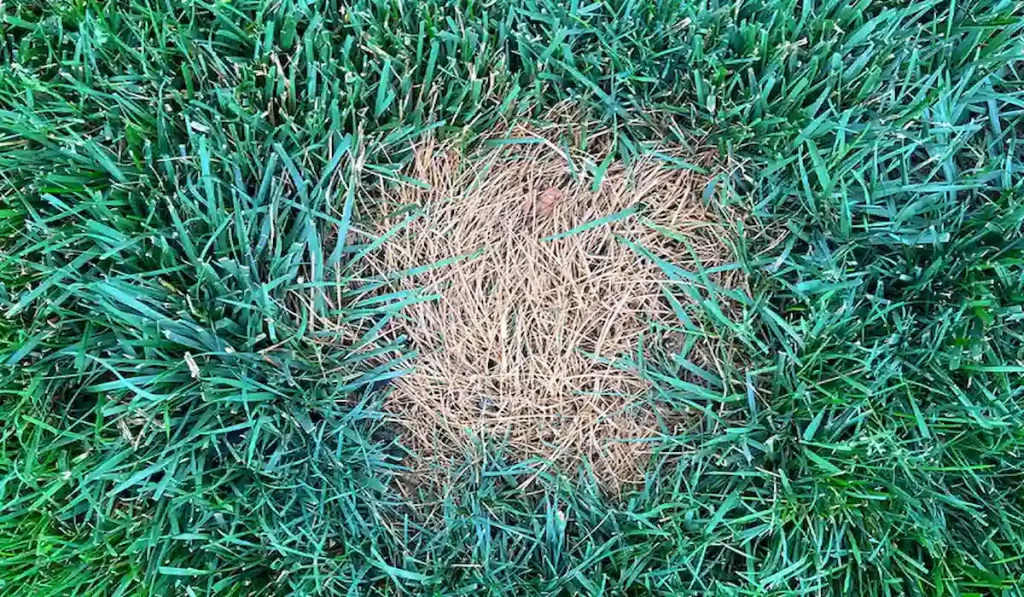 Fungal Infections or Disease Spots