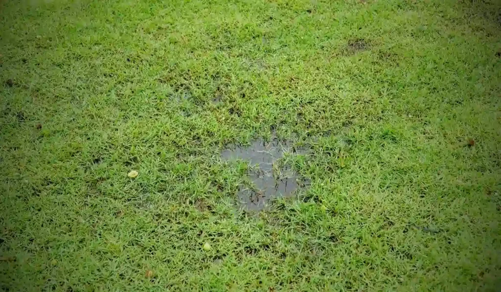 Weak or Shallow Grass Roots