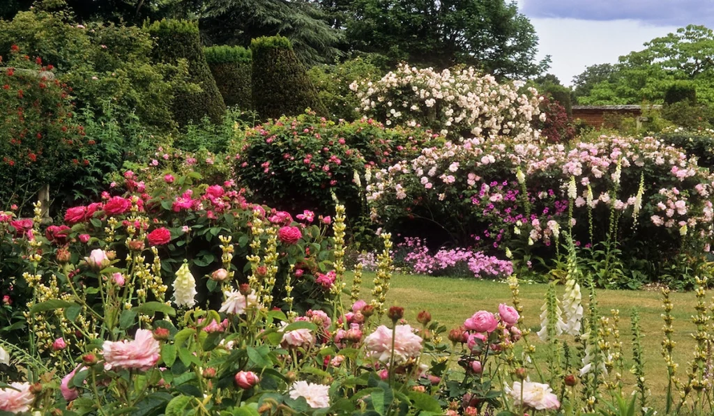 Classic Rose Garden