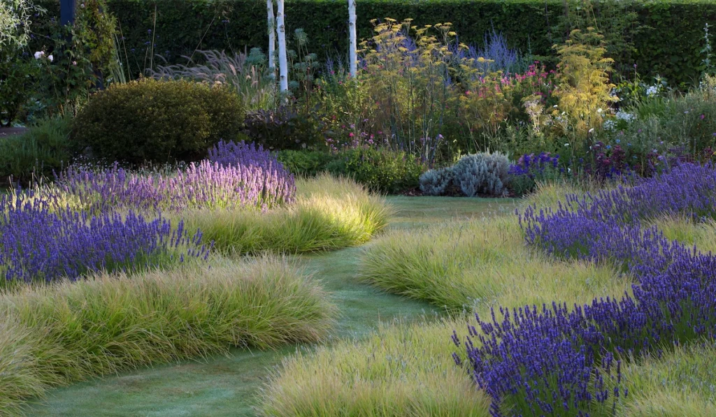 Lavender Borders