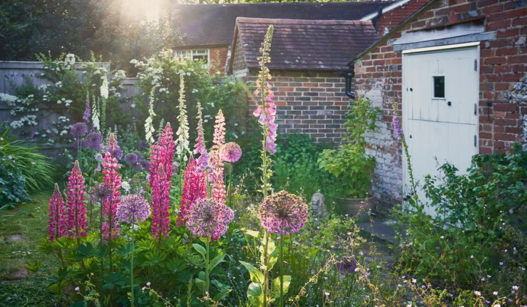 Cottage Flowers and Foxgloves