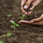 Organic Gardening Tips: My Real Experience Growing Healthy, Chemical-Free Gardens