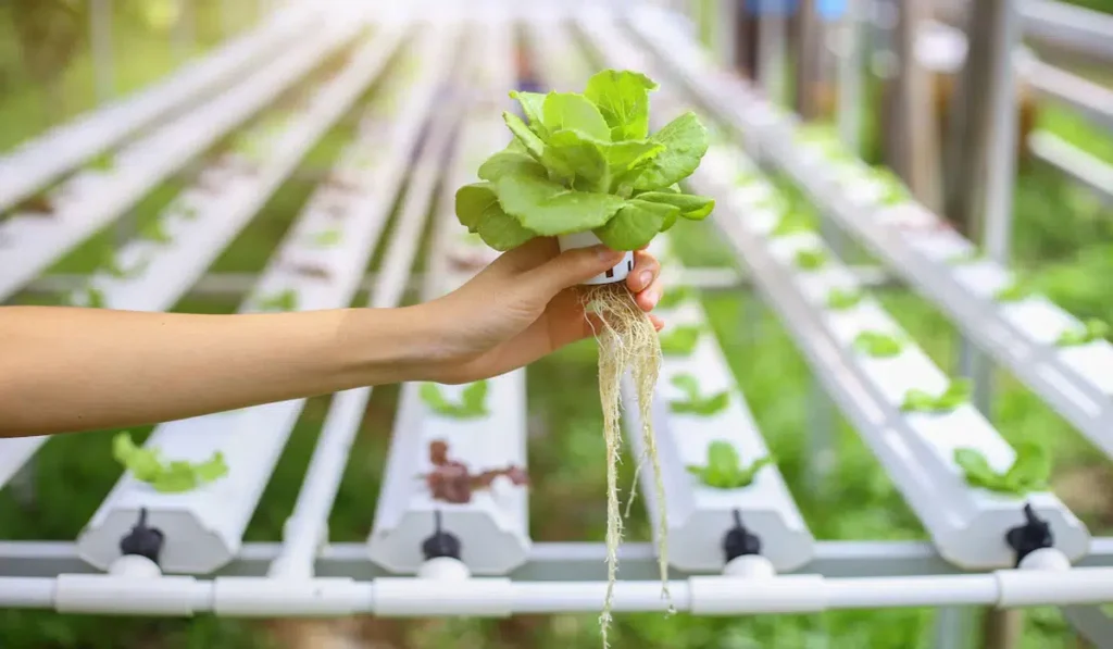 Hydroponic Gardening Methods You Should Know in 2026