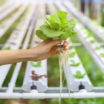 Hydroponic Gardening Methods You Should Know in 2026