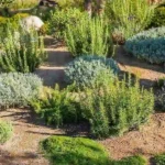 Best Plants for Erosion Control: Expert Tips from a Local Landscaper