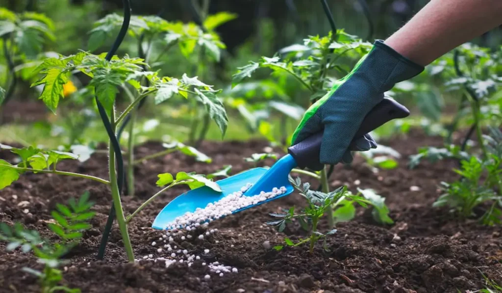 Palm Coast Garden Fertilizer Tips That Work