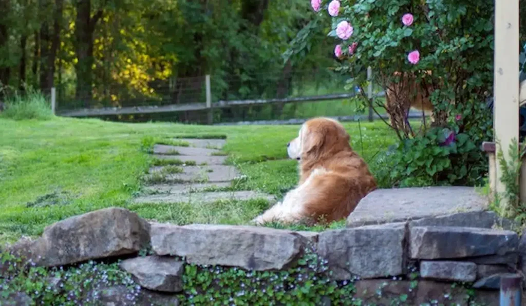 Dog-Friendly Backyard Ideas on a Budget: Expert Landscaping Tips