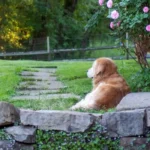 Dog-Friendly Backyard Ideas on a Budget: Expert Landscaping Tips